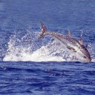 TUNA 2
